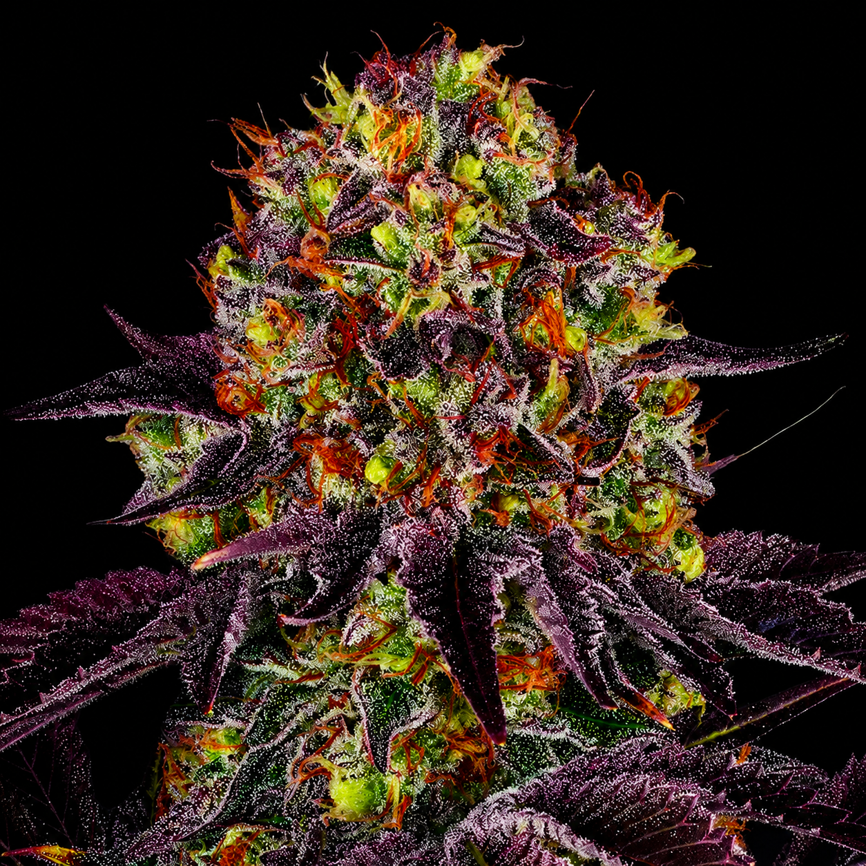 Dolce Rosso