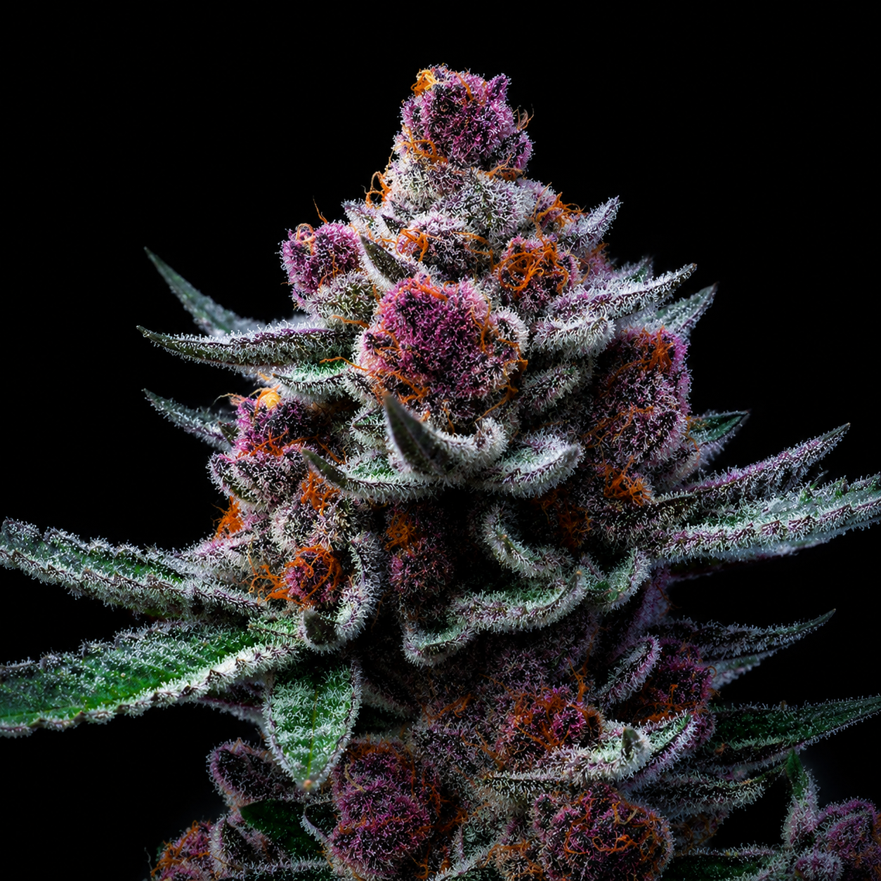 Black Gorilla Cream