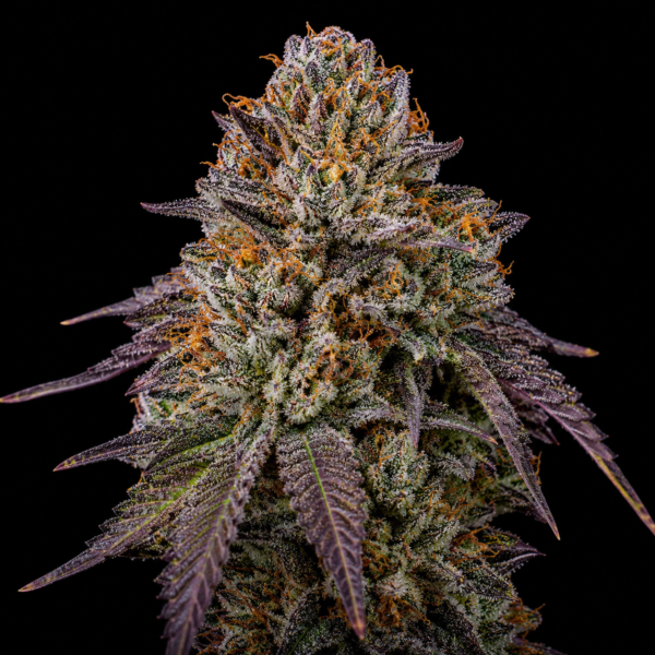 Tropicana Purple x10