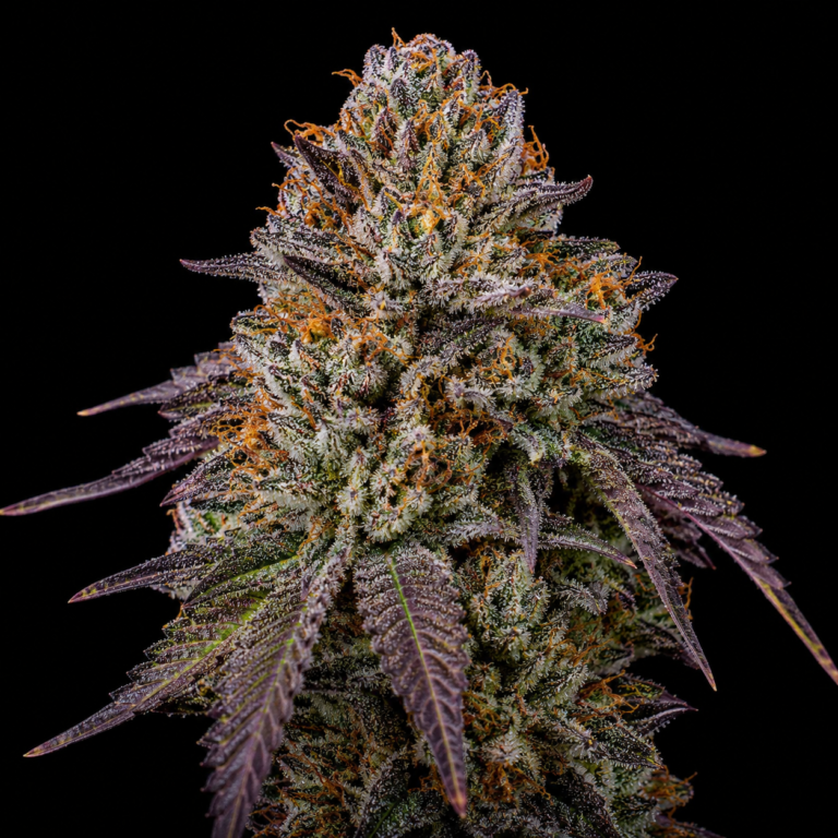 Tropicana Purple