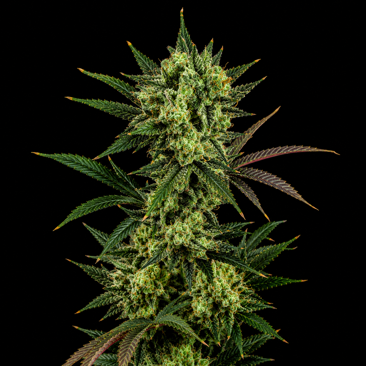 Acid Haze x3