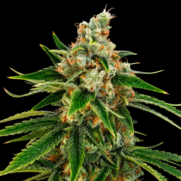 Tropicana Haze