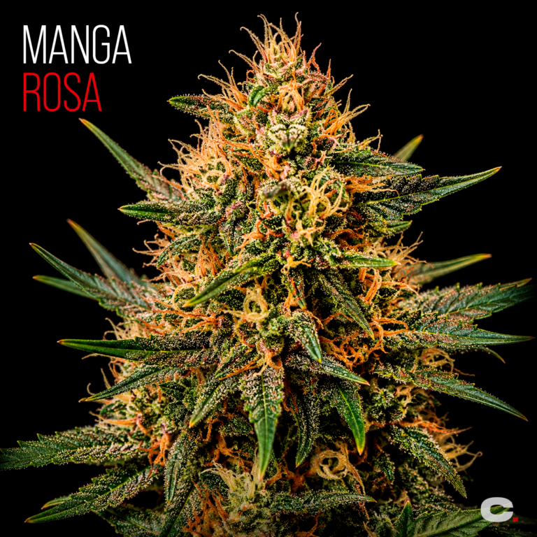 Manga Rosa