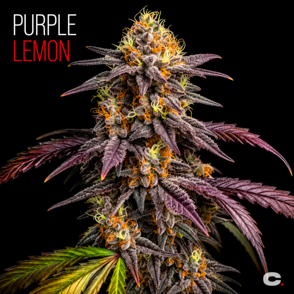 PURPLE LEMON x10
