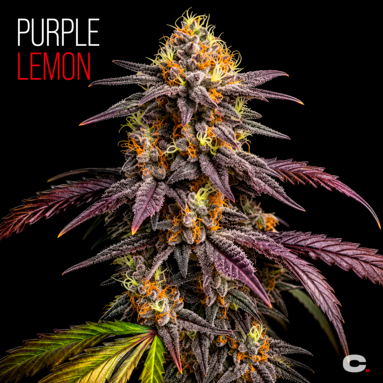 Purple Lemon