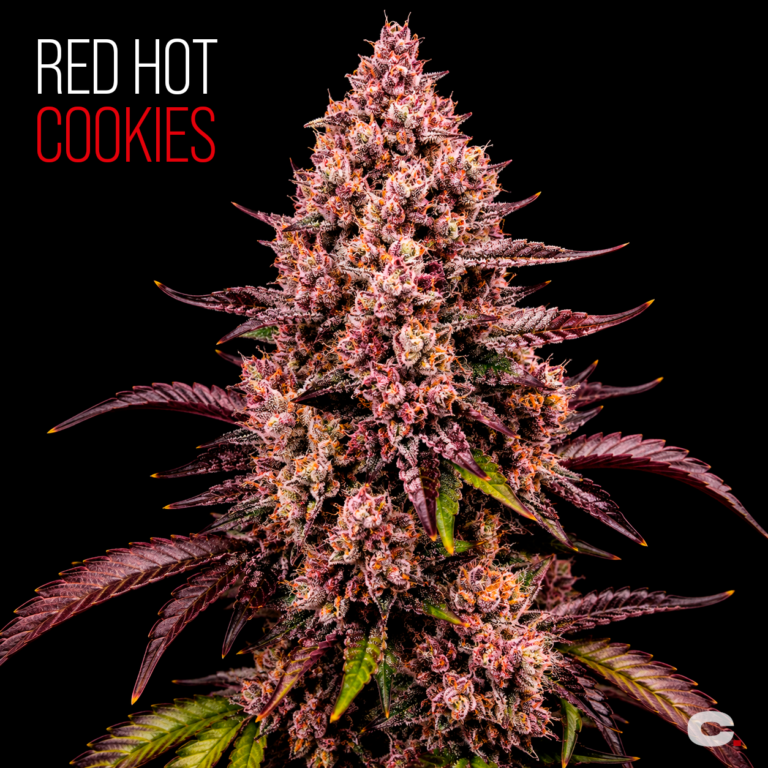 Red Hot Cookies