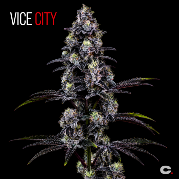 VICE CITY x3