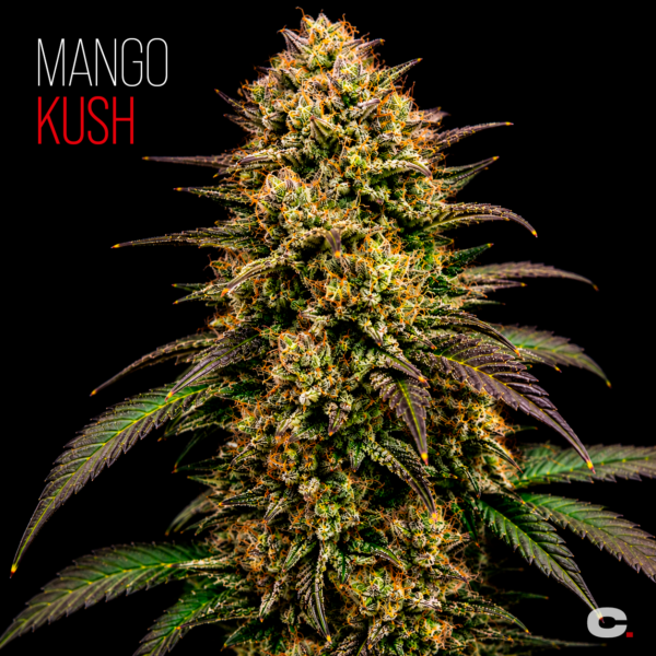 MANGO KUSH x10