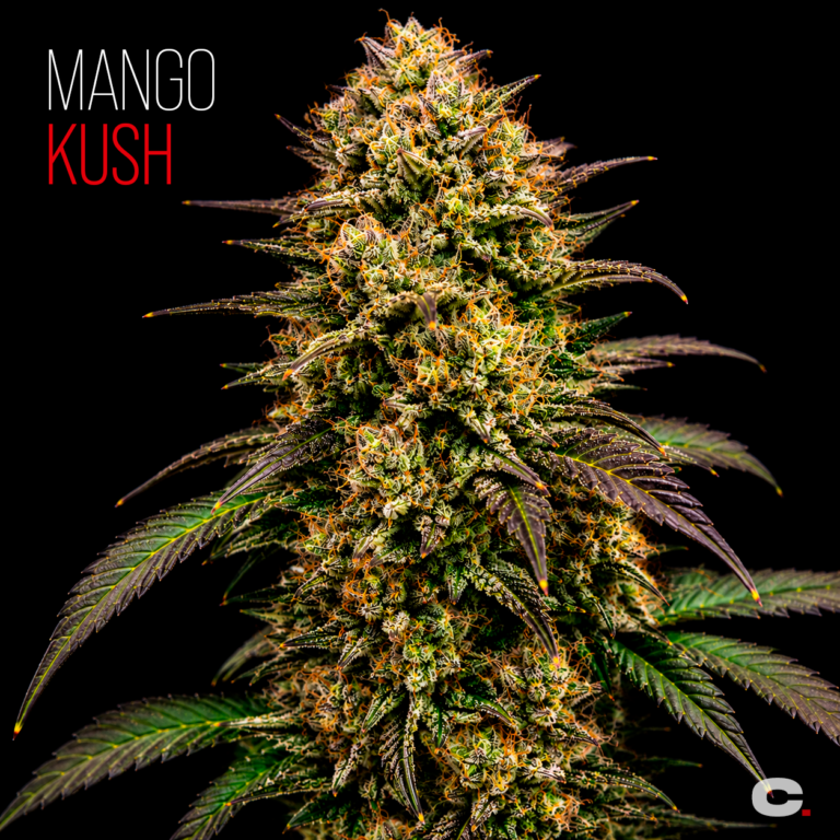 Mango Kush