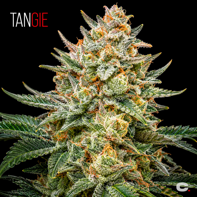Tangie